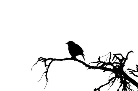 Vector Silhouette Of The Bird Free Stock Photo - Public Domain Pictures