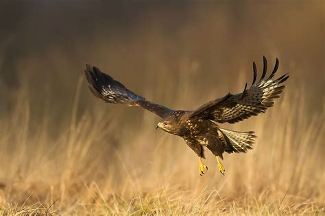 A List Of Birds Of Prey Or Raptors - WorldAtlas