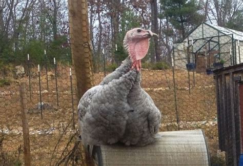 Turkey Anatomy: Revealing the Mysteries of Snood, Caruncle, Wattle, and More