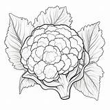 Premium AI Image  Coloring Book page cauliflower sketch template