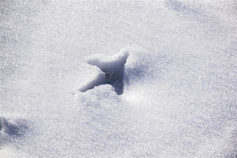 Footprints in the snow 2451846 Stock Photo at Vecteezy