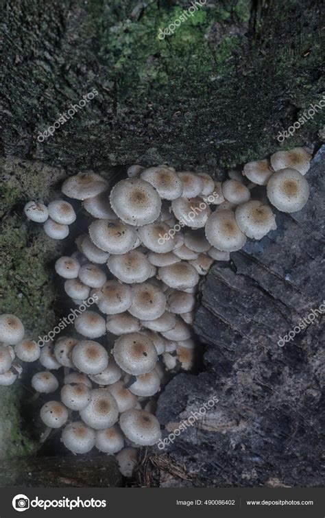 Many Wild Panaeolus Cyanescens Mushrooms Stock Photo by ©sweemingyoung 490086402