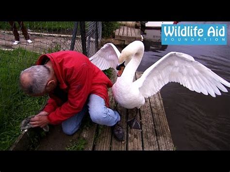 Watch angry swan attack wildlife worker as he rescues bird's trapped ...