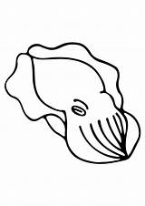 Cuttlefish  JORZ ART sketch template