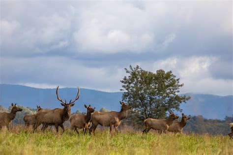 Elk Tours — Breaks Interstate Park