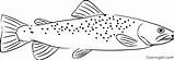 Brook Trout Coloring Page Sketch sketch template