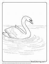 100  Swan coloring pages Free PDF To Print Woo Coloring sketch template
