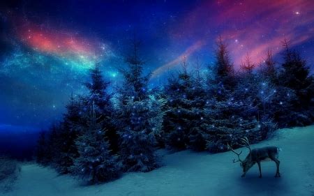 \'Christmas Forest\' - Winter & Nature Background Wallpapers on Desktop Nexus (Image 1636916)