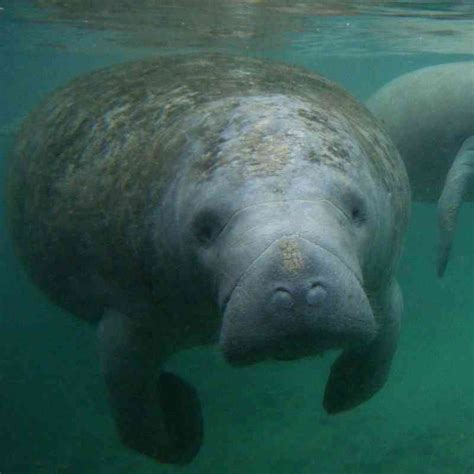 Florida Manatee | Defenders of Wildlife