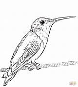 Free Printable Hummingbird Coloring Pages sketch template