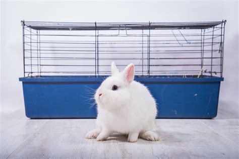 Clean out your rabbit litter box with vinegar | Indoor rabbit cage ...