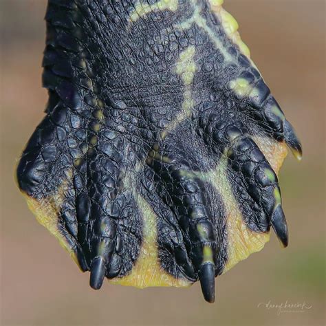 turtle foot | Turtle, Reptiles and amphibians, Animals and pets