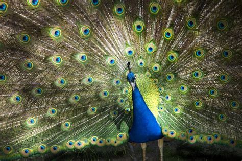 Male Peacock Feathers Full Plumage Stock Image - Image of wisconsinart ...