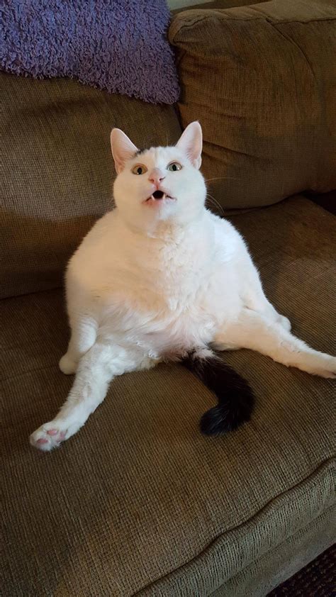 PsBattle: A fat, sitting cat : photoshopbattles