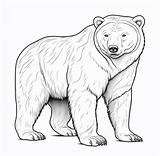 How To Color A Bear Coloring Page sketch template