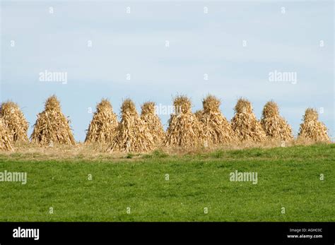 Ohio corn field at harvest time Stock Photo - Alamy