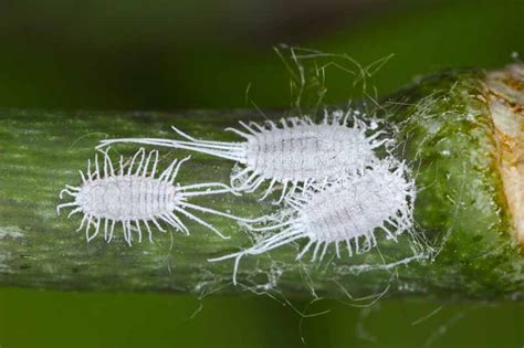 How to Identify and Control Mealybugs | Gardener’s Path