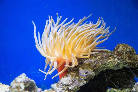 The Severe Health Risk Posed By The Caribbean Condylactis Anemone
