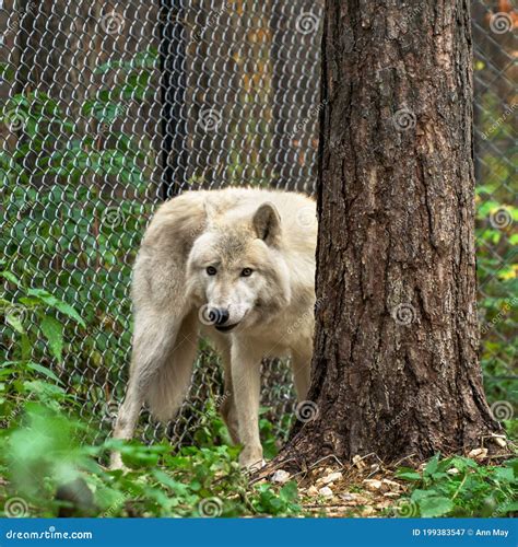 Polar Wolf Hiding Behind a Thick Pine Tree Stock Image - Image of hunt ...