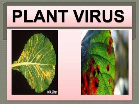 Botany Notes On - Plant Viruses - For W.B.C.S. Examination.