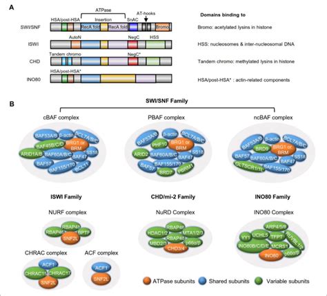 Domain organization and composition of chromatin-remodeling complex.... | Download Scientific ...