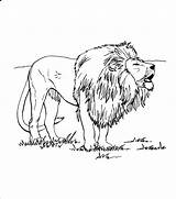 Free Printable Lion Coloring Pages For Kids sketch template