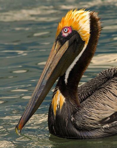 Troubled Waters - Mysterious Wildlife Deaths in Indian River Lagoon • The National Wildlife ...