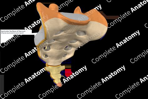 Auricular Surface of Sacrum | Complete Anatomy