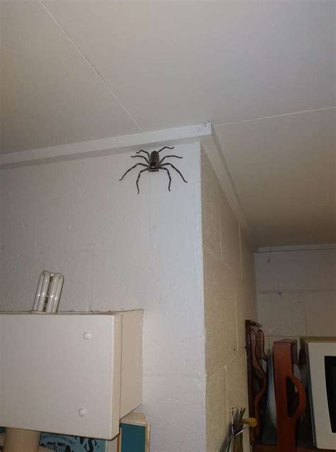 a spider on the wall above a microwave