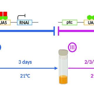 Schedule for conditional KD using UAS/GAL4/GAL80 ts system and ptc-GAL4... | Download Scientific ...