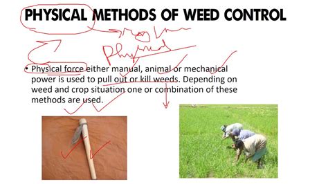 weed management- physical method of weed management - YouTube