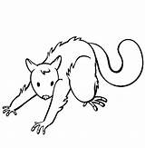 Free Printable Possum Coloring Page  Pages sketch template