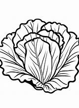 13 Lettuce Coloring Pages For Kids  ShadeMaze sketch template