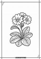 Coloring Primrose Flores Flower Outline Dibujos Dibujar Dibujo Drawing  sketch template