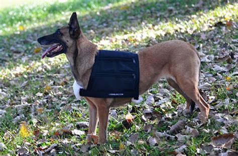 Weighted Dog Vest by Leerburg Review - Best Weighted Vest | Dog weight, Dog vest, Weighted vest