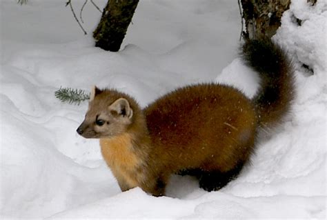 Martens make a comeback: Research explains how Isle Royale wildlife has changed over time ...