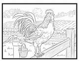 Chicken And Rooster Coloring Pages sketch template