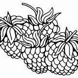 Blackberry Coloring Pages Printable For Free Download sketch template