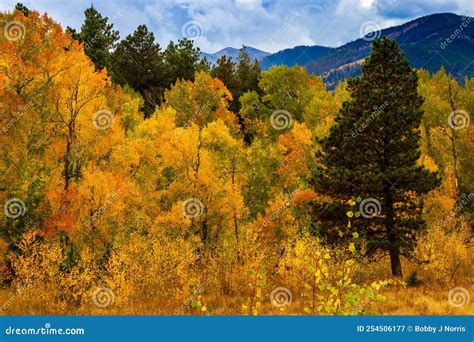 Aspen Leaves Turning To Fall Colors Stock Image - Image of aspen ...