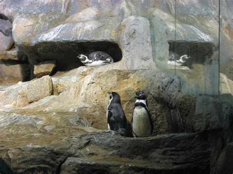 Jurong Bird Park 2008 - Humboldt Penguins in Penguin Expedition - ZooChat