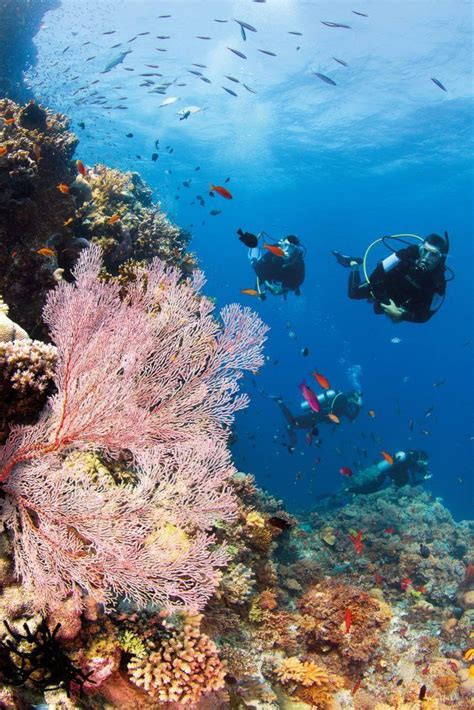 Cairns and the Barrier Reef | Cascade Gardens