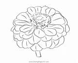 Zinnia Coloring Page For Kids  Free Zinnias Printable Pages sketch template
