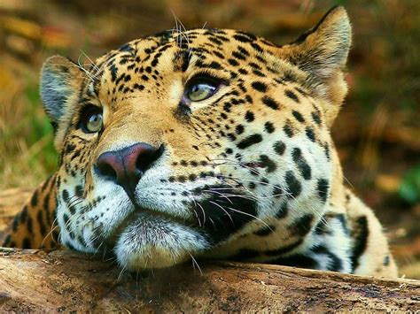 The Male Jaguar Is More Sociable Than Scientists Thought