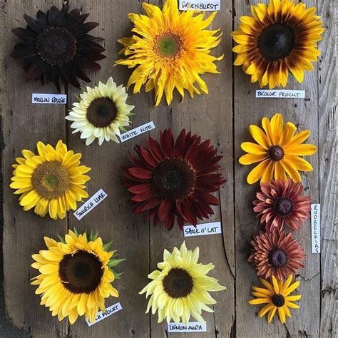 Sunflower Types | Flower farm, Types of sunflowers, Sunflower garden