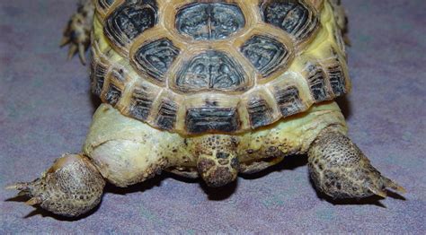 Russian Tortoise Care - CHICAGO EXOTICS ANIMAL HOSPITAL