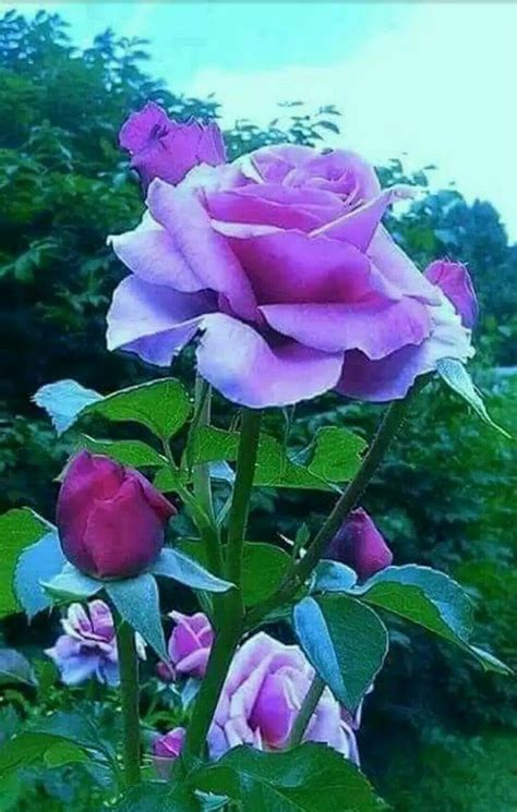 Pin by mohmad on nice flowers | Purple roses, Flower garden, Pretty flowers