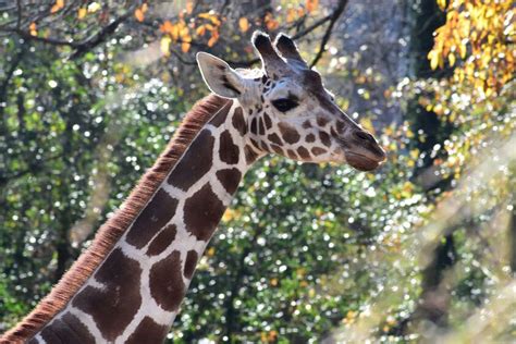 The Catch-up: Riverbanks Zoo fares with giraffe’s death; Lexington County prepares for upcoming ...