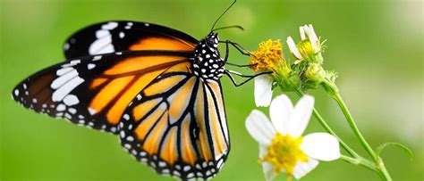 The Fascinating World of Butterflies: And the Need for their ...