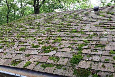 How To Remove Moss From A Roof | Moss removal, Diy home improvement, Home improvement projects