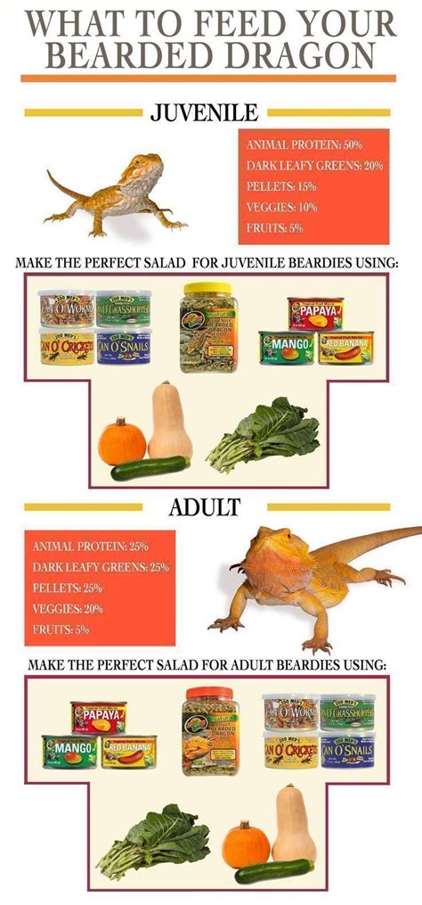 Proper Bearded Dragon Diet at different life stages. Blend a delicious ...